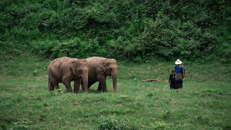 NewElephantHome.co.th สัมผัสประสบการณ์การอยู่ร่วมกับช้างตลอดทั้งวัน (470)