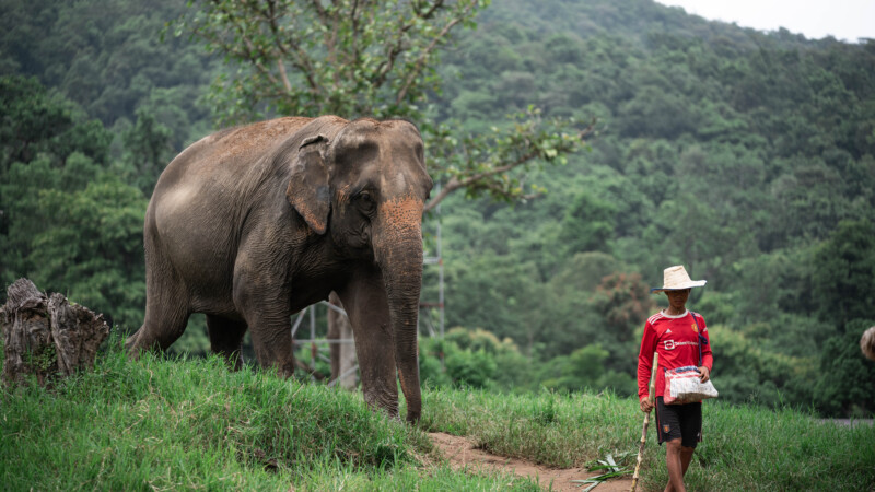 NewElephantHome.co.th สัมผัสประสบการณ์การอยู่ร่วมกับช้างตลอดทั้งวัน (472)