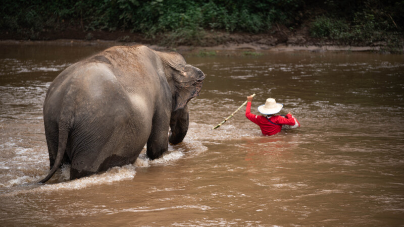 NewElephantHome.co.th สัมผัสประสบการณ์การอยู่ร่วมกับช้างตลอดทั้งวัน (473)