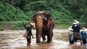HomeNewElephantHome.co.th : you will feed, hike, and learn about elephants in Thailand. 31 NewElephantHome.co .th สัมผัสประสบการณ์การอยู่ร่วมกับช้างตลอดทั้งวัน 475