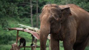 HomeNewElephantHome.co.th : you will feed, hike, and learn about elephants in Thailand. 37 NewElephantHome.co .th สัมผัสประสบการณ์การอยู่ร่วมกับช้างตลอดทั้งวัน 476