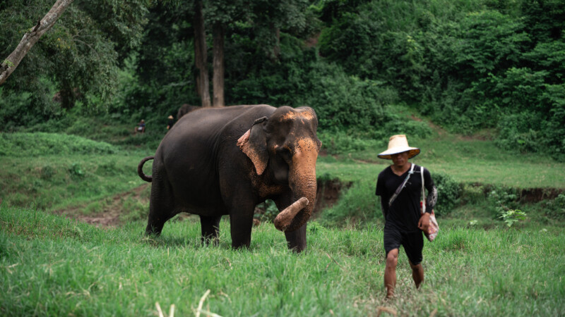 NewElephantHome.co.th สัมผัสประสบการณ์การอยู่ร่วมกับช้างตลอดทั้งวัน (477)