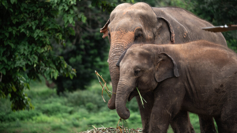 NewElephantHome.co.th สัมผัสประสบการณ์การอยู่ร่วมกับช้างตลอดทั้งวัน (478)