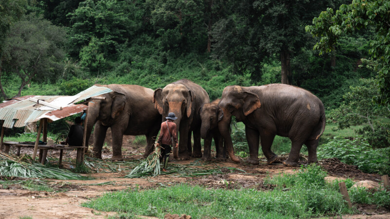 NewElephantHome.co.th สัมผัสประสบการณ์การอยู่ร่วมกับช้างตลอดทั้งวัน (479)