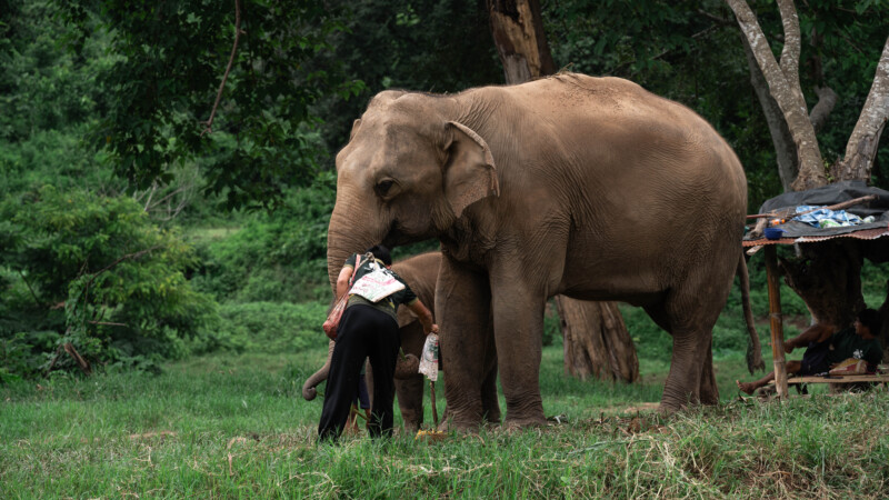 NewElephantHome.co.th สัมผัสประสบการณ์การอยู่ร่วมกับช้างตลอดทั้งวัน (481)