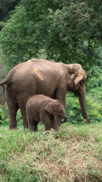 NewElephantHome.co.th สัมผัสประสบการณ์การอยู่ร่วมกับช้างตลอดทั้งวัน (485)