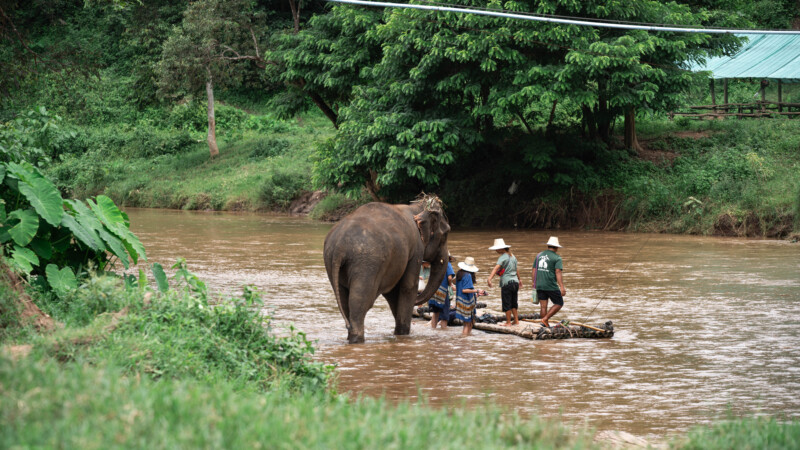 NewElephantHome.co.th สัมผัสประสบการณ์การอยู่ร่วมกับช้างตลอดทั้งวัน (487)