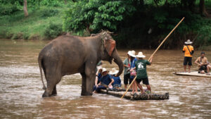 HomeNewElephantHome.co.th : you will feed, hike, and learn about elephants in Thailand. 38 NewElephantHome.co .th สัมผัสประสบการณ์การอยู่ร่วมกับช้างตลอดทั้งวัน 489