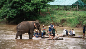 HomeNewElephantHome.co.th : you will feed, hike, and learn about elephants in Thailand. 38 NewElephantHome.co .th สัมผัสประสบการณ์การอยู่ร่วมกับช้างตลอดทั้งวัน 490