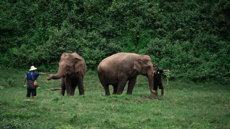 NewElephantHome.co.th สัมผัสประสบการณ์การอยู่ร่วมกับช้างตลอดทั้งวัน (496)