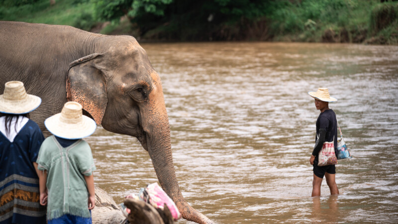 NewElephantHome.co.th สัมผัสประสบการณ์การอยู่ร่วมกับช้างตลอดทั้งวัน (500)