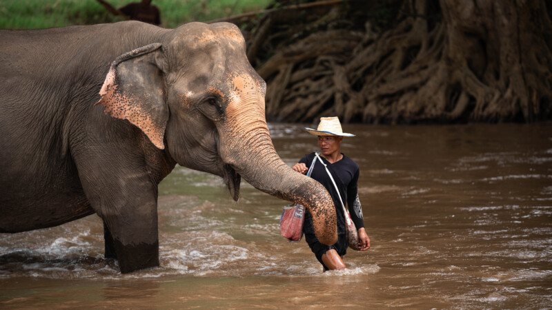 NewElephantHome.co.th สัมผัสประสบการณ์การอยู่ร่วมกับช้างตลอดทั้งวัน (501)