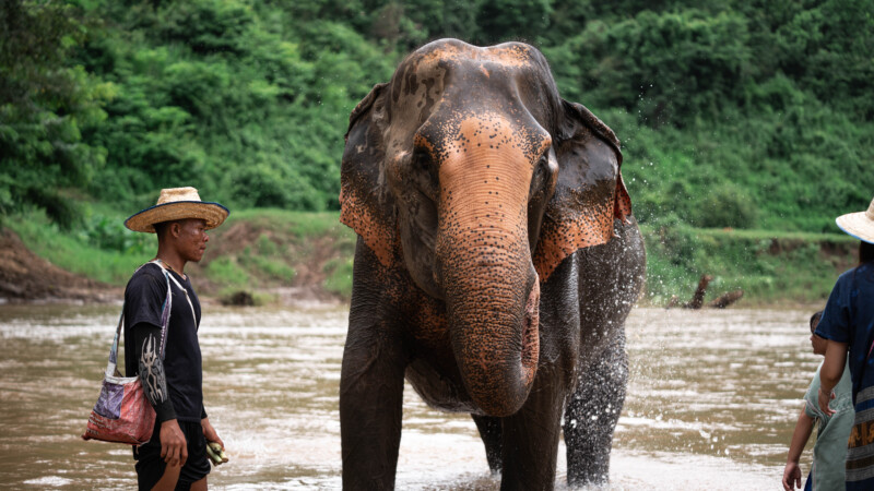 NewElephantHome.co.th สัมผัสประสบการณ์การอยู่ร่วมกับช้างตลอดทั้งวัน (502)