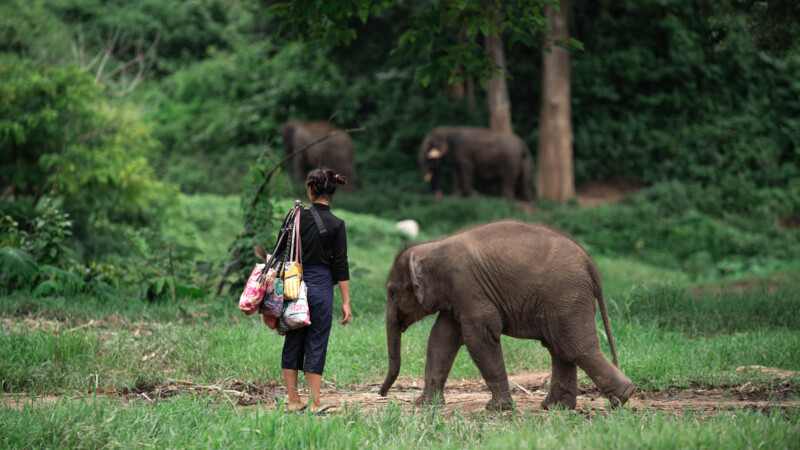 NewElephantHome.co.th สัมผัสประสบการณ์การอยู่ร่วมกับช้างตลอดทั้งวัน (505)