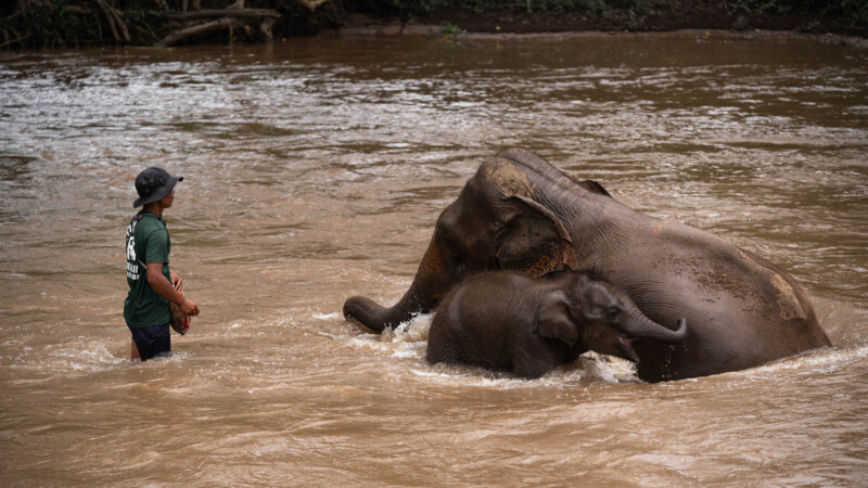 NewElephantHome.co.th สัมผัสประสบการณ์การอยู่ร่วมกับช้างตลอดทั้งวัน (512)