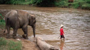 HomeNewElephantHome.co.th : you will feed, hike, and learn about elephants in Thailand. 26 NewElephantHome.co .th สัมผัสประสบการณ์การอยู่ร่วมกับช้างตลอดทั้งวัน 523