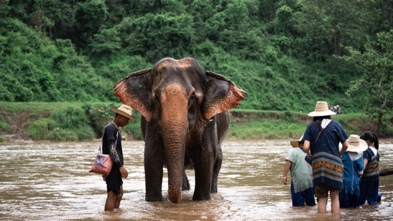 NewElephantHome.co.th สัมผัสประสบการณ์การอยู่ร่วมกับช้างตลอดทั้งวัน (526)