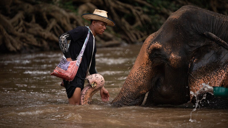 NewElephantHome.co.th สัมผัสประสบการณ์การอยู่ร่วมกับช้างตลอดทั้งวัน (530)