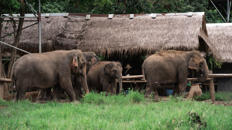 NewElephantHome.co.th สัมผัสประสบการณ์การอยู่ร่วมกับช้างตลอดทั้งวัน (545)