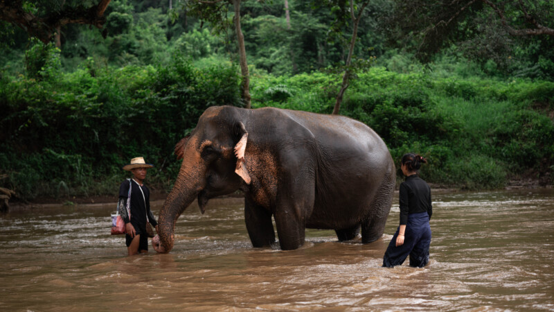 NewElephantHome.co.th สัมผัสประสบการณ์การอยู่ร่วมกับช้างตลอดทั้งวัน (553)