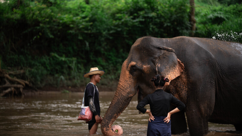 NewElephantHome.co.th สัมผัสประสบการณ์การอยู่ร่วมกับช้างตลอดทั้งวัน (554)