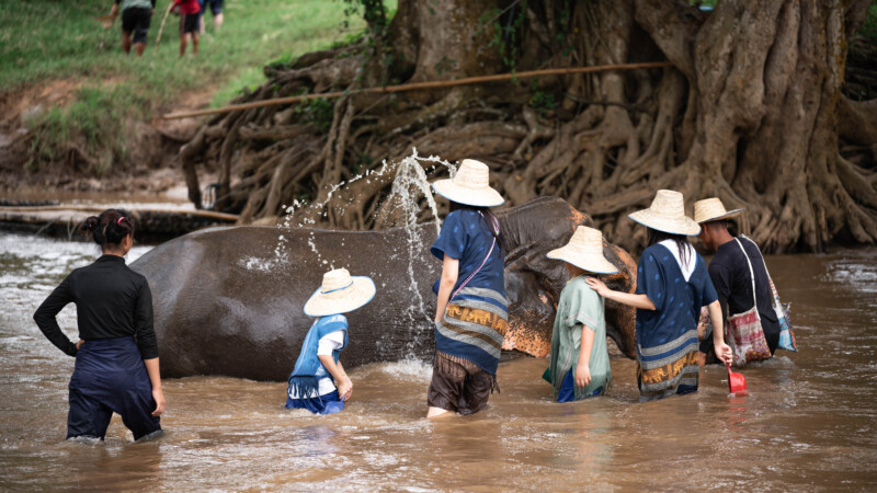 NewElephantHome.co.th สัมผัสประสบการณ์การอยู่ร่วมกับช้างตลอดทั้งวัน (556)