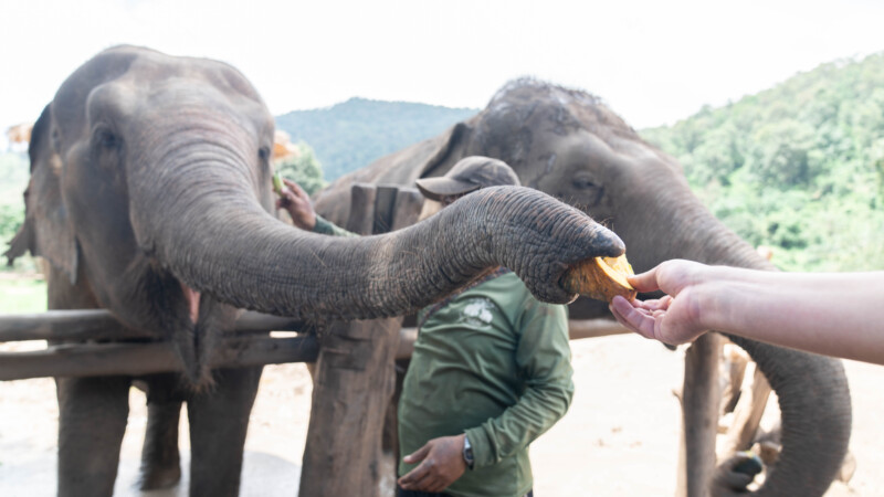 NewElephantHome.co.th สัมผัสประสบการณ์การอยู่ร่วมกับช้างตลอดทั้งวัน (56)