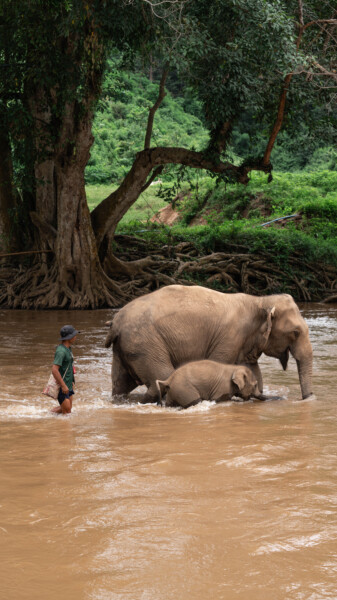 NewElephantHome.co.th สัมผัสประสบการณ์การอยู่ร่วมกับช้างตลอดทั้งวัน (562)