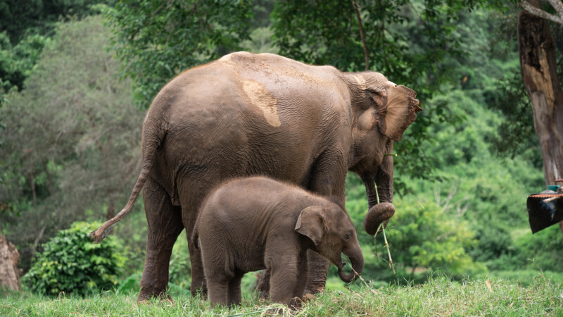 NewElephantHome.co.th สัมผัสประสบการณ์การอยู่ร่วมกับช้างตลอดทั้งวัน (566)