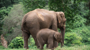 HomeNewElephantHome.co.th : you will feed, hike, and learn about elephants in Thailand. 25 NewElephantHome.co .th สัมผัสประสบการณ์การอยู่ร่วมกับช้างตลอดทั้งวัน 567