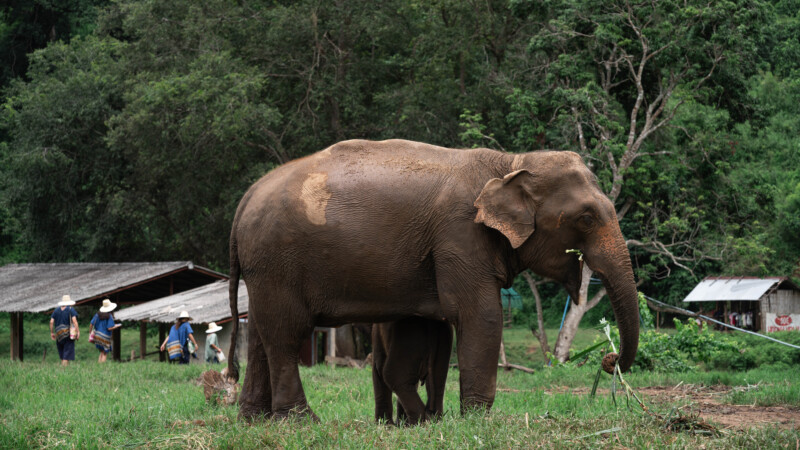 NewElephantHome.co.th สัมผัสประสบการณ์การอยู่ร่วมกับช้างตลอดทั้งวัน (568)