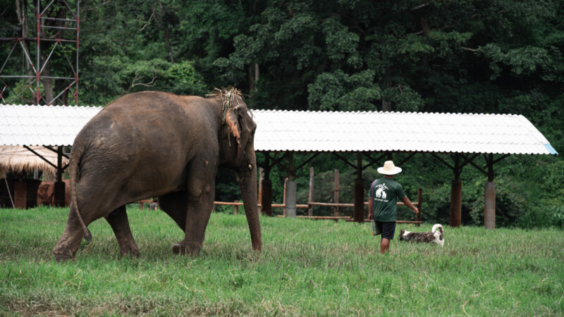 NewElephantHome.co.th สัมผัสประสบการณ์การอยู่ร่วมกับช้างตลอดทั้งวัน (569)