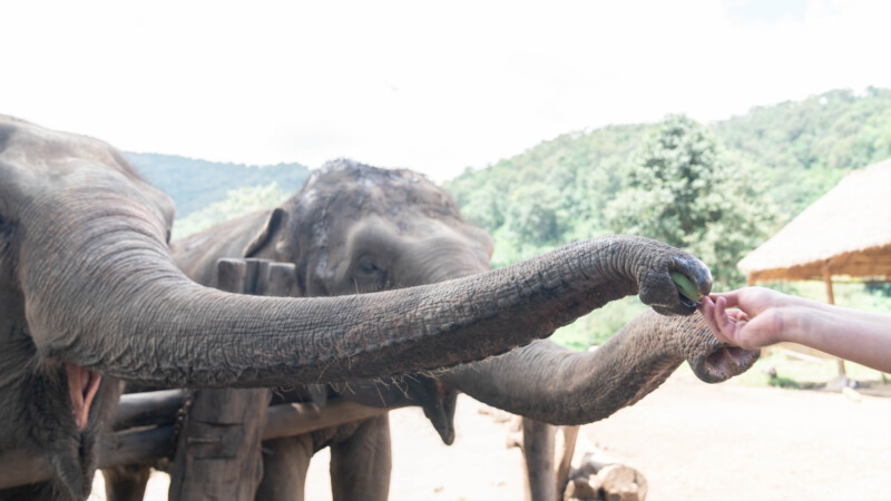 NewElephantHome.co.th สัมผัสประสบการณ์การอยู่ร่วมกับช้างตลอดทั้งวัน (57)