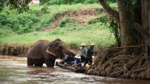 HomeNewElephantHome.co.th : you will feed, hike, and learn about elephants in Thailand. 33 NewElephantHome.co .th สัมผัสประสบการณ์การอยู่ร่วมกับช้างตลอดทั้งวัน 571