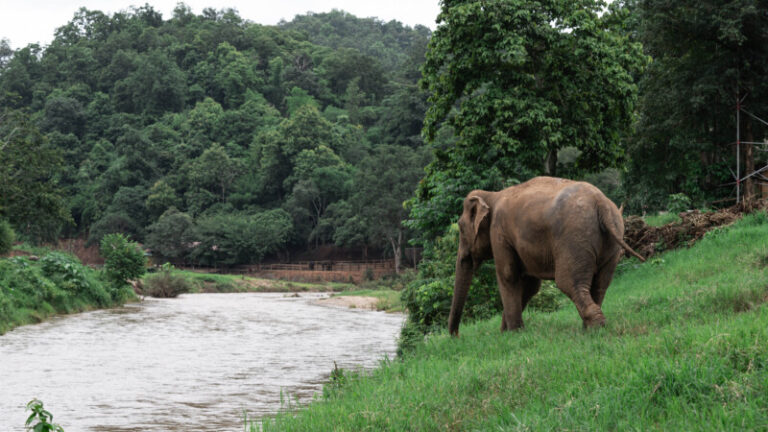 HomeNewElephantHome.co.th : you will feed, hike, and learn about elephants in Thailand. 19 NewElephantHome.co .th สัมผัสประสบการณ์การอยู่ร่วมกับช้างตลอดทั้งวัน 573