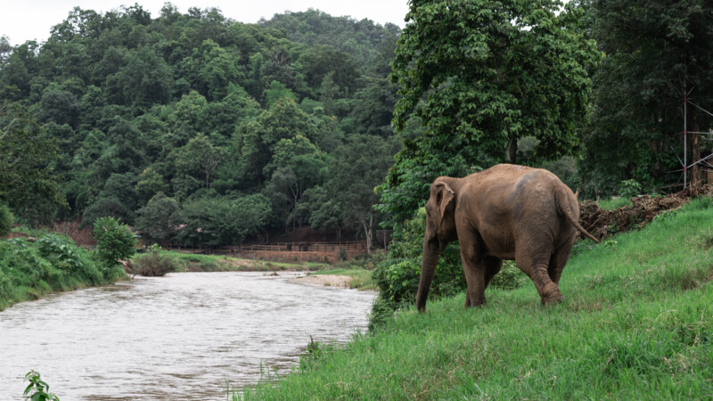 NewElephantHome.co.th สัมผัสประสบการณ์การอยู่ร่วมกับช้างตลอดทั้งวัน (573)