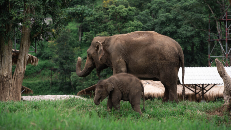 NewElephantHome.co.th สัมผัสประสบการณ์การอยู่ร่วมกับช้างตลอดทั้งวัน (575)