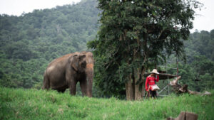 HomeNewElephantHome.co.th : you will feed, hike, and learn about elephants in Thailand. 29 NewElephantHome.co .th สัมผัสประสบการณ์การอยู่ร่วมกับช้างตลอดทั้งวัน 579