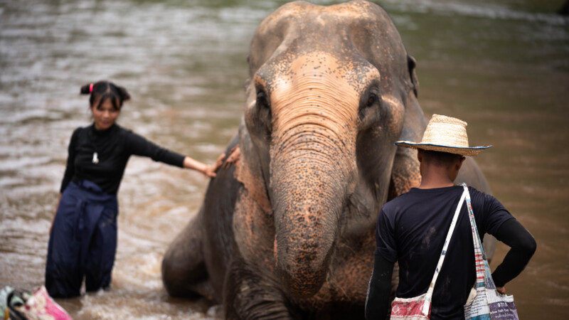 NewElephantHome.co.th สัมผัสประสบการณ์การอยู่ร่วมกับช้างตลอดทั้งวัน (581)