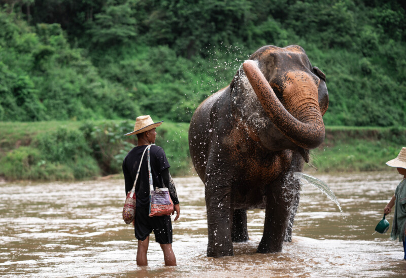 NewElephantHome.co.th สัมผัสประสบการณ์การอยู่ร่วมกับช้างตลอดทั้งวัน (583)