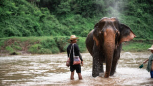 HomeNewElephantHome.co.th : you will feed, hike, and learn about elephants in Thailand. 27 NewElephantHome.co .th สัมผัสประสบการณ์การอยู่ร่วมกับช้างตลอดทั้งวัน 584