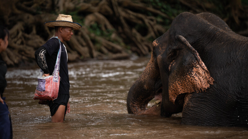 NewElephantHome.co.th สัมผัสประสบการณ์การอยู่ร่วมกับช้างตลอดทั้งวัน (585)