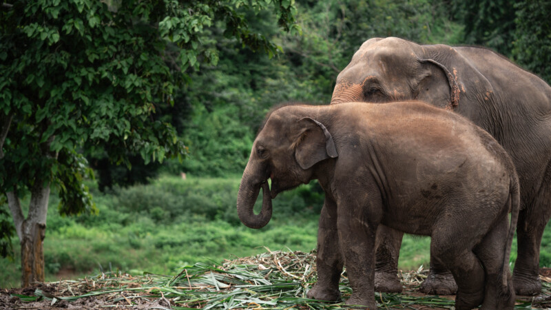 NewElephantHome.co.th สัมผัสประสบการณ์การอยู่ร่วมกับช้างตลอดทั้งวัน (588)