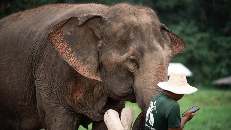 NewElephantHome.co.th สัมผัสประสบการณ์การอยู่ร่วมกับช้างตลอดทั้งวัน (589)