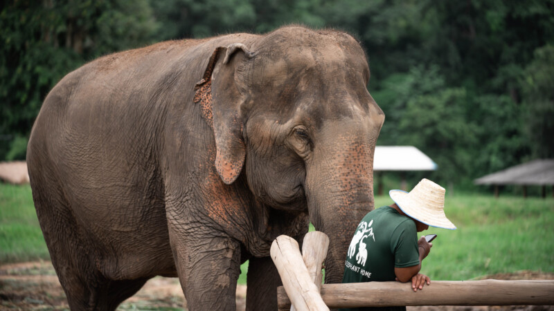 NewElephantHome.co.th สัมผัสประสบการณ์การอยู่ร่วมกับช้างตลอดทั้งวัน (590)