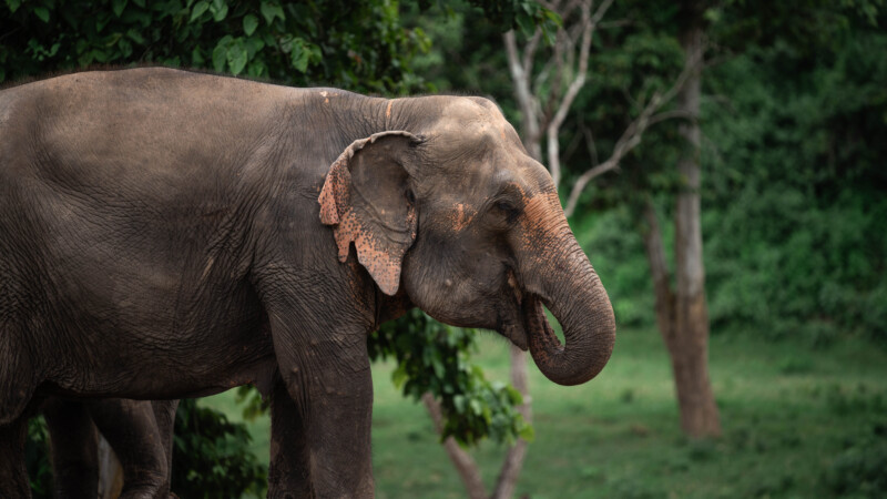 NewElephantHome.co.th สัมผัสประสบการณ์การอยู่ร่วมกับช้างตลอดทั้งวัน (591)