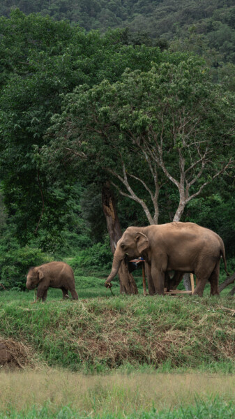 NewElephantHome.co.th สัมผัสประสบการณ์การอยู่ร่วมกับช้างตลอดทั้งวัน (592)