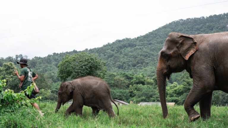 HomeNewElephantHome.co.th : you will feed, hike, and learn about elephants in Thailand. 18 NewElephantHome.co .th สัมผัสประสบการณ์การอยู่ร่วมกับช้างตลอดทั้งวัน 600