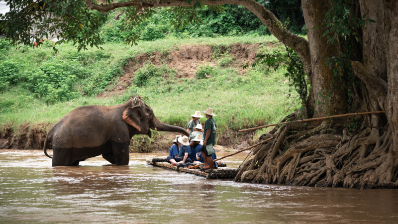 NewElephantHome.co.th สัมผัสประสบการณ์การอยู่ร่วมกับช้างตลอดทั้งวัน (605)