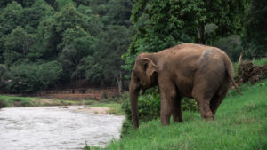HomeNewElephantHome.co.th : you will feed, hike, and learn about elephants in Thailand. 24 NewElephantHome.co .th สัมผัสประสบการณ์การอยู่ร่วมกับช้างตลอดทั้งวัน 606
